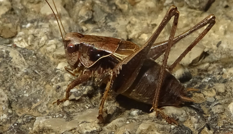 Pholidoptera griseoaptera - Tettigoniidae